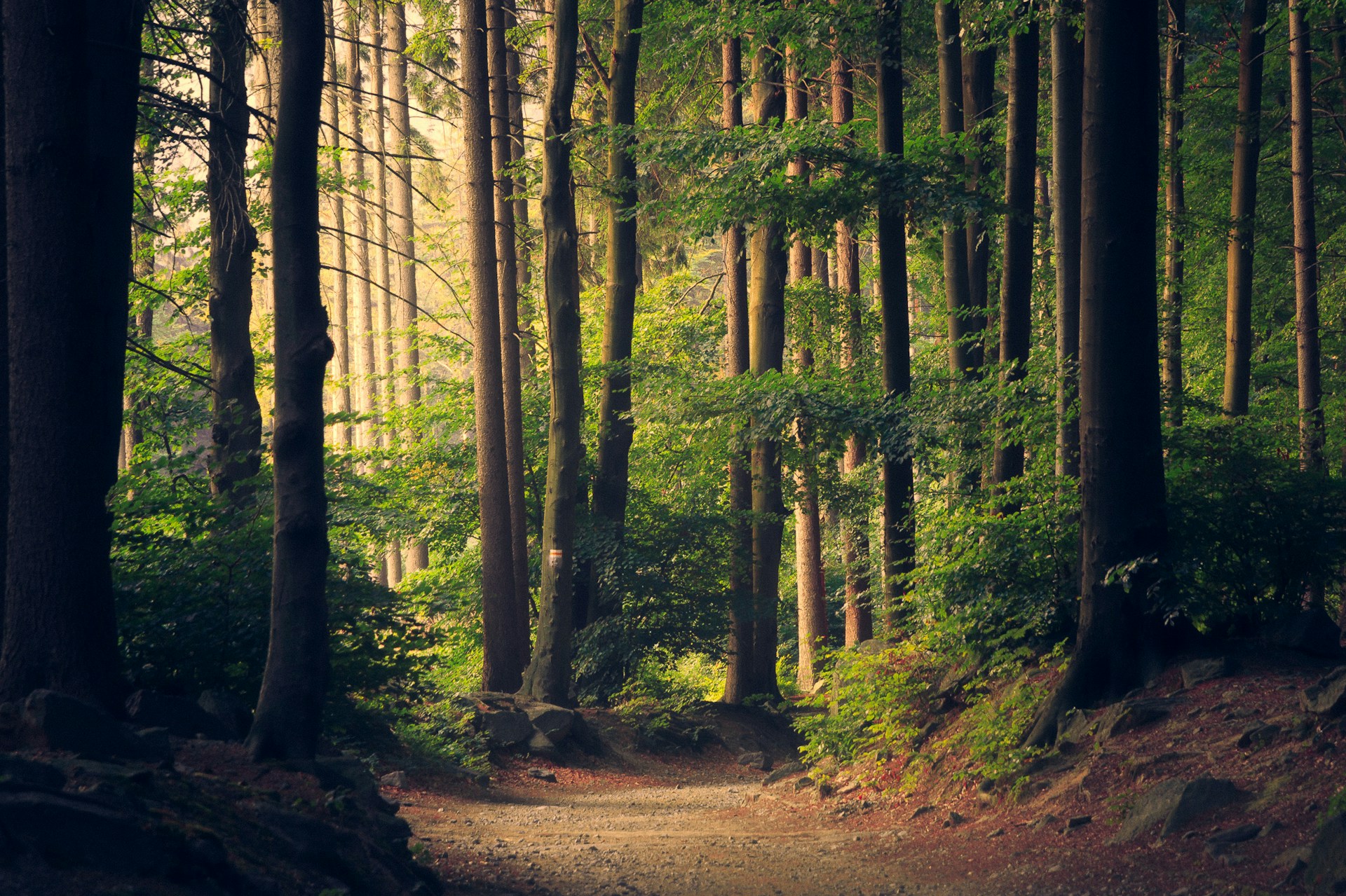 Sunlight filtering through a green forest canopy